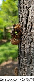 Cicada Emerge As Lifecycles Continue