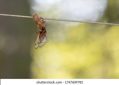 A Cicada Emerging From His Shell. Cicadas Live Underground And Only Emerge Every 13 To 17 Years. Male Cicadas Produce A Very Loud Call.