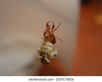 A Cicada Emerging From Its Shell