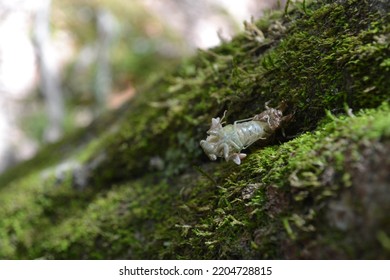 Cicada Emerging Taking On Flight