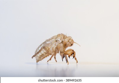 Cicada Empty Nymph Shell.