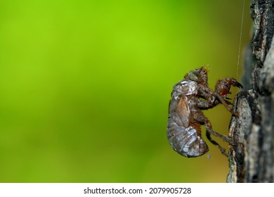 Cicada Exoskeleton On Acacia Tree