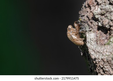 Cicada Exoskeleton On A Tree, Sydney, Australia. Example Of Moulting, Insect Life Cycle.