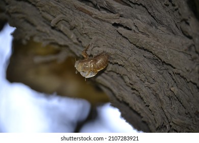 Cicada Exoskeleton On A Tree Trunk.