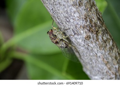 Cicada in forest closeup