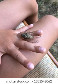 Cicada Gently Resting On Small Child’s Hand