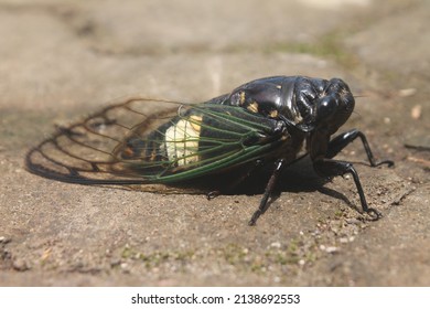 Cicada In The Ground Fot For Background Images