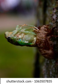 Cicada Hatching From Shell