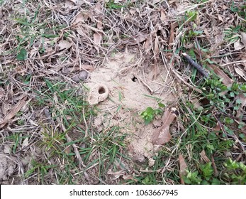 82 Cicada holes Images, Stock Photos & Vectors | Shutterstock