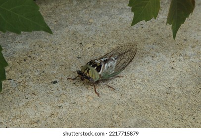 Cicada Insect In Billings, Montana