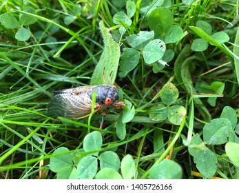 Cicada Insect Crawling In Green Grass And Clover