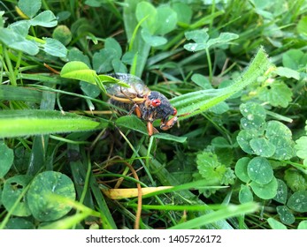 Cicada Insect Crawling In Green Grass And Clover