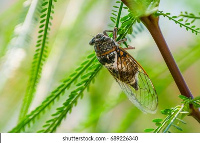 Cicada insect. Cicada standing on a branch. Cicada Macro. Cicada sits on a branch in natural habitat