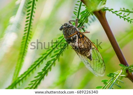 Cicada insect. Cicada standing on a branch. Cicada Macro. Cicada sits on a branch in natural habitat