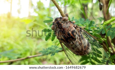 Cicada insect,Cicada Macro,Cicada sits on a branch in natural habitat.