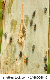 Cicada Irruption In Wet Sclerophyll Forest In  The Wet Tropics World Heritage Area, North Queensland, Australia.