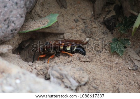 Cicada killer wasp burrowing
