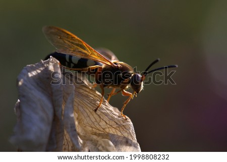 Cicada Killer Wasp Perching to Attract a Mate.