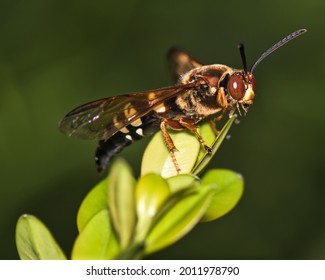 Cicada killer wasp perching while looking for a mate