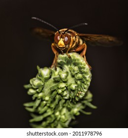 Cicada killer wasp perching while looking for a mate