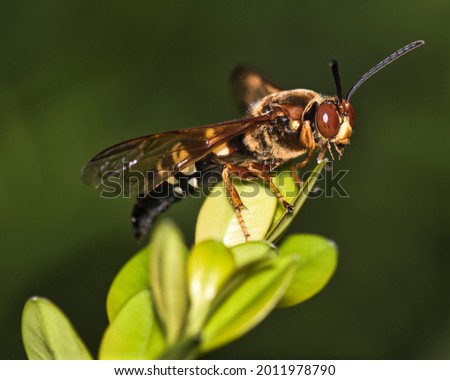 Cicada killer wasp perching while looking for a mate