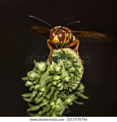 Cicada killer wasp perching while looking for a mate