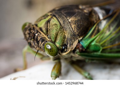 Cicada large bug insect wings, eyes, close-up macro detail North Carolina, also called Scissor Grinder, Silver-bellied Cicada, Green Annual Cicada, Dog Day Cicada, Harvestfly & Greenback Dryfly