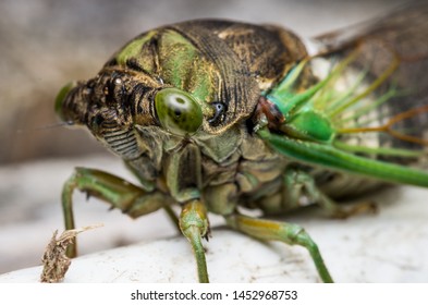 Cicada large bug insect wings, eyes, close-up macro detail North Carolina, also called Scissor Grinder, Silver-bellied Cicada, Green Annual Cicada, Dog Day Cicada, Harvestfly & Greenback Dryfly