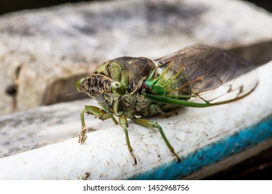 Cicada large bug insect wings, eyes, close-up macro detail North Carolina, also called Scissor Grinder, Silver-bellied Cicada, Green Annual Cicada, Dog Day Cicada, Harvestfly & Greenback Dryfly