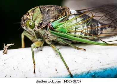 Cicada large bug insect wings, eyes, close-up macro detail North Carolina, also called Scissor Grinder, Silver-bellied Cicada, Green Annual Cicada, Dog Day Cicada, Harvestfly & Greenback Dryfly