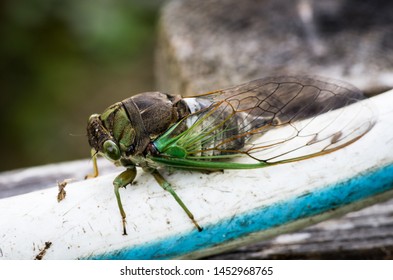 Cicada large bug insect wings, eyes, close-up macro detail North Carolina, also called Scissor Grinder, Silver-bellied Cicada, Green Annual Cicada, Dog Day Cicada, Harvestfly & Greenback Dryfly