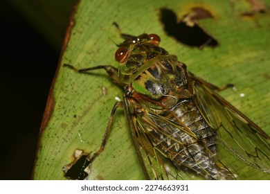 Cicada large bug insect wings, eyes,close-up macro,also called Scissor Grinder,Silver-bellied Cicada,Green Annual Cicada, Dog Day Cicada,Harvestfly  Greenback Dryfly,thailand.