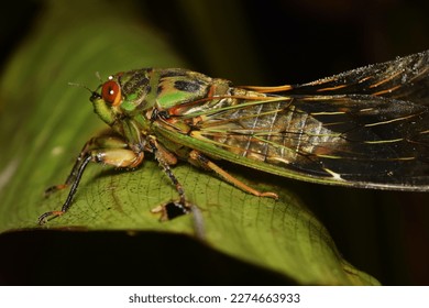 Cicada large bug insect wings, eyes,close-up macro,also called Scissor Grinder,Silver-bellied Cicada,Green Annual Cicada, Dog Day Cicada,Harvestfly  Greenback Dryfly,thailand.
