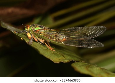 Cicada large bug insect wings, eyes,close-up macro,also called Scissor Grinder,Silver-bellied Cicada,Green Annual Cicada, Dog Day Cicada,Harvestfly  Greenback Dryfly,thailand.