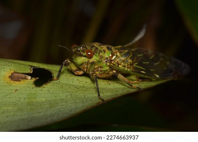 Cicada large bug insect wings, eyes,close-up macro,also called Scissor Grinder,Silver-bellied Cicada,Green Annual Cicada, Dog Day Cicada,Harvestfly  Greenback Dryfly,thailand.