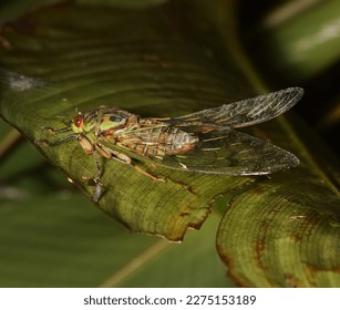 Cicada large bug insect wings, eyes,close-up macro,also called Scissor Grinder,Silver-bellied Cicada,Green Annual Cicada, Dog Day Cicada,Harvestfly Greenback Dryfly,thailand.