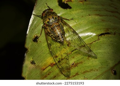 Cicada large bug insect wings, eyes,close-up macro,also called Scissor Grinder,Silver-bellied Cicada,Green Annual Cicada, Dog Day Cicada,Harvestfly Greenback Dryfly,thailand.