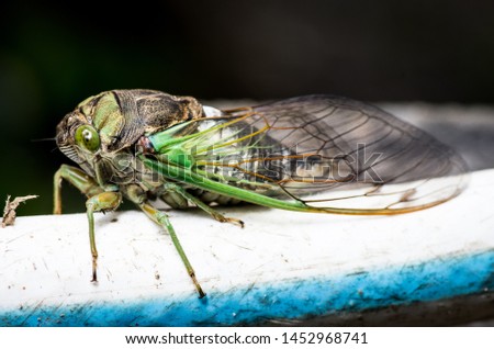 Cicada large bug insect wings, eyes, close-up macro detail North Carolina, also called Scissor Grinder, Silver-bellied Cicada, Green Annual Cicada, Dog Day Cicada, Harvestfly & Greenback Dryfly