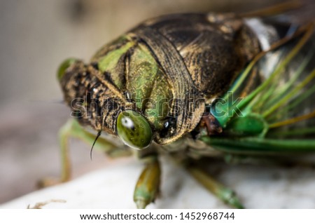 Cicada large bug insect wings, eyes, close-up macro detail North Carolina, also called Scissor Grinder, Silver-bellied Cicada, Green Annual Cicada, Dog Day Cicada, Harvestfly & Greenback Dryfly