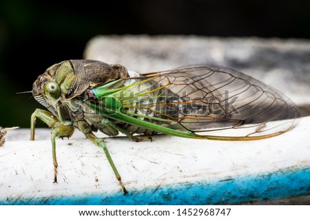 Cicada large bug insect wings, eyes, close-up macro detail North Carolina, also called Scissor Grinder, Silver-bellied Cicada, Green Annual Cicada, Dog Day Cicada, Harvestfly & Greenback Dryfly