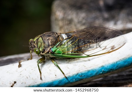 Cicada large bug insect wings, eyes, close-up macro detail North Carolina, also called Scissor Grinder, Silver-bellied Cicada, Green Annual Cicada, Dog Day Cicada, Harvestfly & Greenback Dryfly
