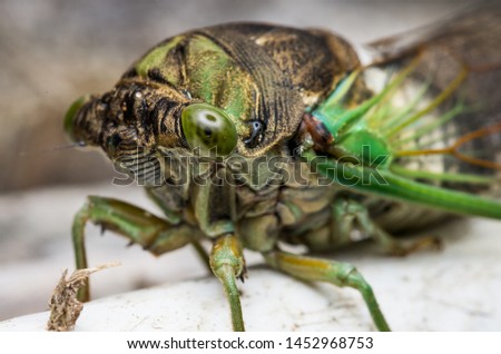 Cicada large bug insect wings, eyes, close-up macro detail North Carolina, also called Scissor Grinder, Silver-bellied Cicada, Green Annual Cicada, Dog Day Cicada, Harvestfly & Greenback Dryfly