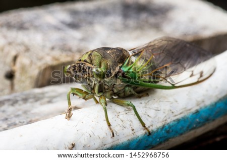Cicada large bug insect wings, eyes, close-up macro detail North Carolina, also called Scissor Grinder, Silver-bellied Cicada, Green Annual Cicada, Dog Day Cicada, Harvestfly & Greenback Dryfly