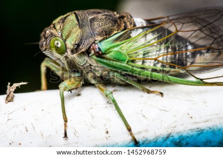 Cicada large bug insect wings, eyes, close-up macro detail North Carolina, also called Scissor Grinder, Silver-bellied Cicada, Green Annual Cicada, Dog Day Cicada, Harvestfly & Greenback Dryfly