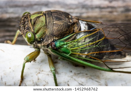 Cicada large bug insect wings, eyes, close-up macro detail North Carolina, also called Scissor Grinder, Silver-bellied Cicada, Green Annual Cicada, Dog Day Cicada, Harvestfly & Greenback Dryfly