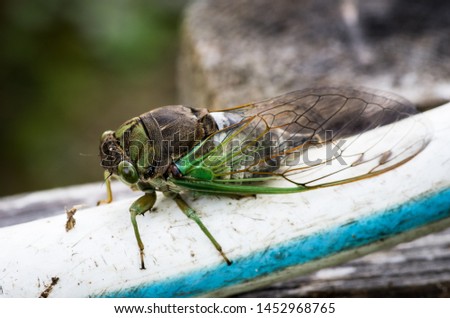 Cicada large bug insect wings, eyes, close-up macro detail North Carolina, also called Scissor Grinder, Silver-bellied Cicada, Green Annual Cicada, Dog Day Cicada, Harvestfly & Greenback Dryfly