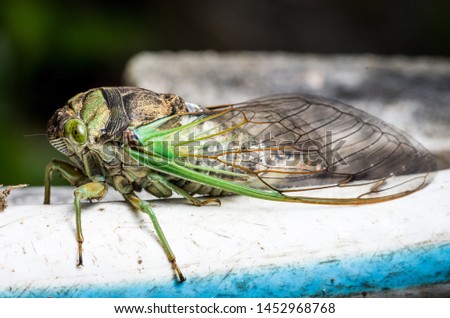 Cicada large bug insect wings, eyes, close-up macro detail North Carolina, also called Scissor Grinder, Silver-bellied Cicada, Green Annual Cicada, Dog Day Cicada, Harvestfly & Greenback Dryfly