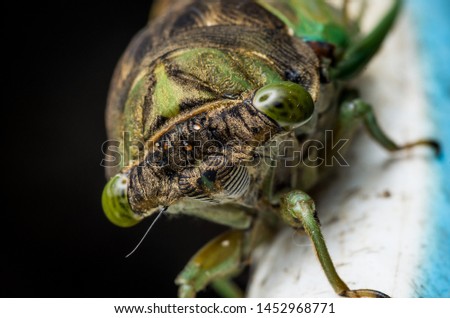 Cicada large bug insect wings, eyes, close-up front detail North Carolina, also called Scissor Grinder, Silver-bellied Cicada, Green Annual Cicada, Dog Day Cicada, Harvestfly & Greenback Dryfly