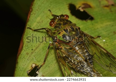 Cicada large bug insect wings, eyes,close-up macro,also called Scissor Grinder,Silver-bellied Cicada,Green Annual Cicada, Dog Day Cicada,Harvestfly  Greenback Dryfly,thailand.