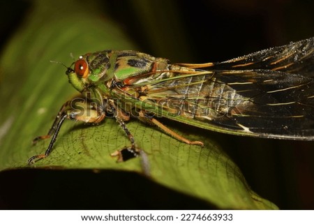 Cicada large bug insect wings, eyes,close-up macro,also called Scissor Grinder,Silver-bellied Cicada,Green Annual Cicada, Dog Day Cicada,Harvestfly  Greenback Dryfly,thailand.